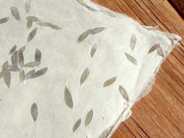 Oliven Papier mit echten Blättern