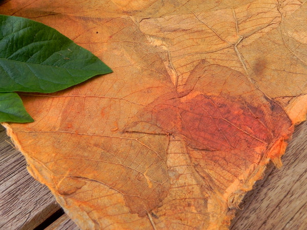 Teakholzbaum-Blätter, cognacfarben